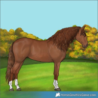 Horse Color:Chestnut Tobiano