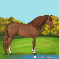Horse Color:Chestnut Sabino 