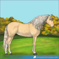 Horse Color:Palomino Tobiano 