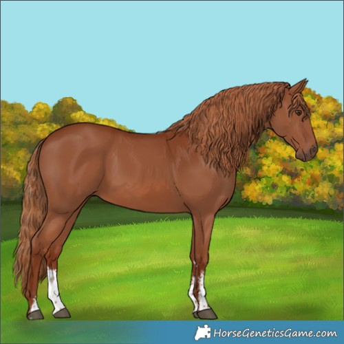Horse Color:Chestnut Sabino