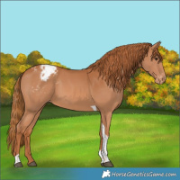 Horse Color:Chestnut Tobiano Appaloosa 