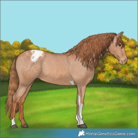 Horse Color:Chestnut Tobiano Appaloosa