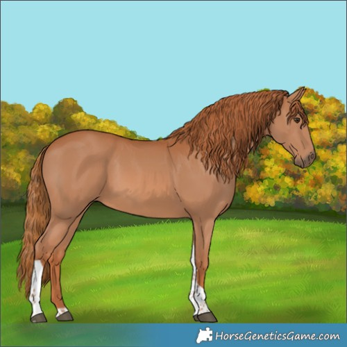 Horse Color:Chestnut Tobiano
