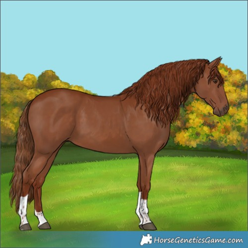 Horse Color:Chestnut Tobiano 