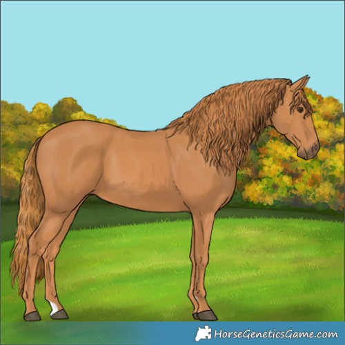 Horse Color:Chestnut 