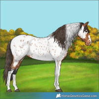Horse Color:Bay Tobiano Near Leopard 
