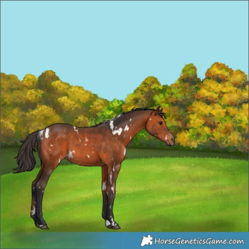 Horse Color:White Spotted Bay 