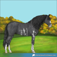 Horse Color:Black Sabino