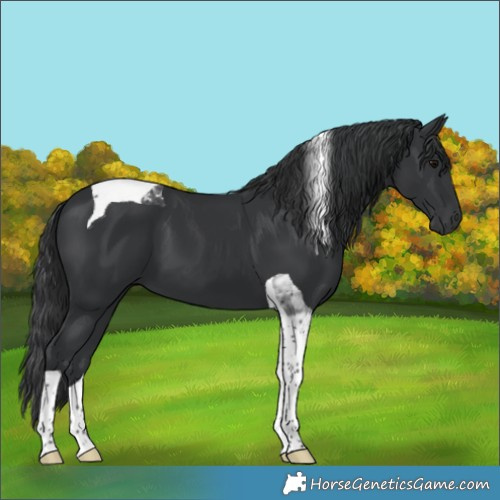 Horse Color:Black Tobiano 
