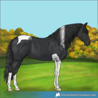 Horse Color:Black Tobiano