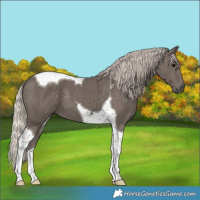 Horse Color:Silver Black Tobiano 