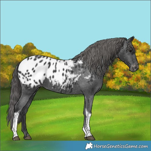 Horse Color:Black Tobiano Appaloosa