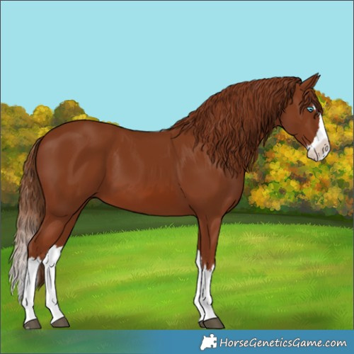 Horse Color:Chestnut Splash