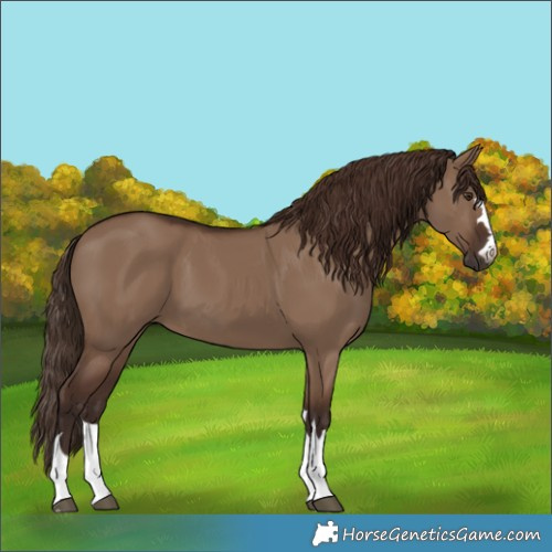 Horse Color:Liver Red Dun 