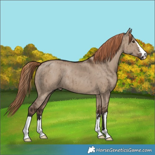 Horse Color:Liver Red Dun Brindle 
