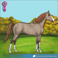 Horse Color:Liver Red Dun Brindle