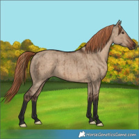 Horse Color:Liver Red Dun Brindle 
