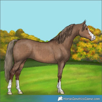 Horse Color:Liver Red Dun Brindle 