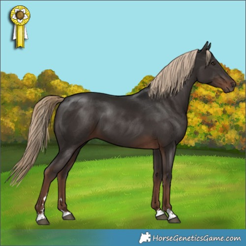 Horse Color:Liver Chestnut 