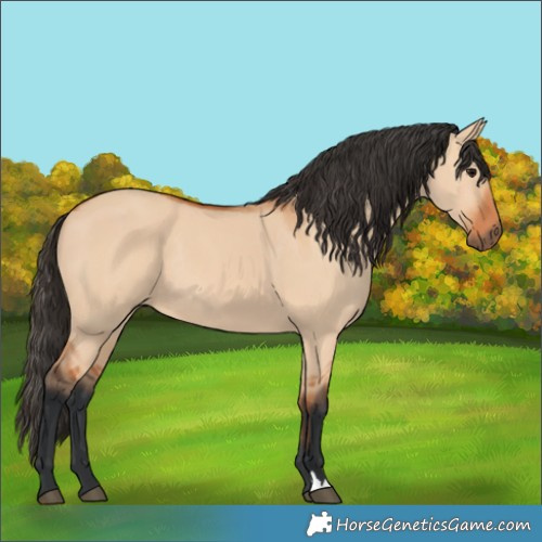 Horse Color:Bay Dun Rabicano