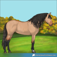 Horse Color:Bay Dun Rabicano