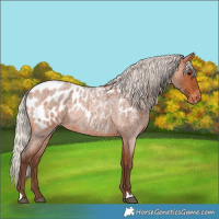 Horse Color:Silver Bay Roan Appaloosa Rabicano 
