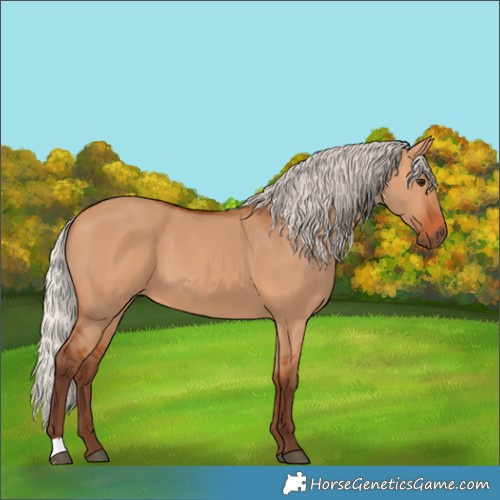Horse Color:Silver Bay Dun