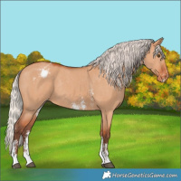 Horse Color:Silver Bay Dun Sabino Varnish Rabicano 