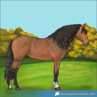 Horse Color:Bay Sabino Rabicano