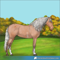 Horse Color:Silver Bay Sabino Varnish Rabicano