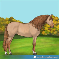 Horse Color:Red Dun Rabicano