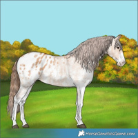 Horse Color:Bay Dun Sabino Blanket Rabicano