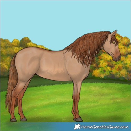 Horse Color:Red Dun Rabicano 