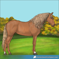 Horse Color:Chestnut 