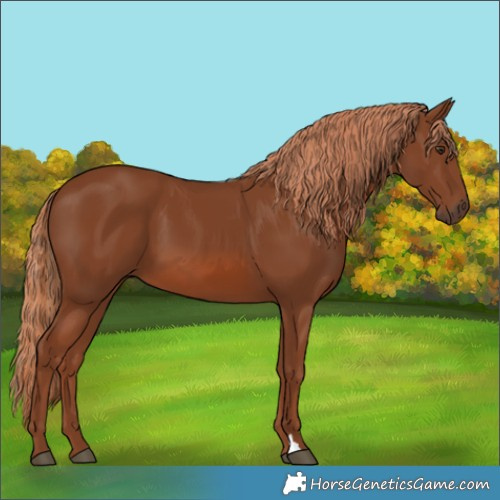Horse Color:Chestnut 