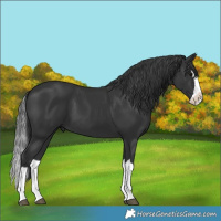 Horse Color:Black Splash