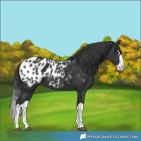 Horse Color:Black Splash Near Leopard 