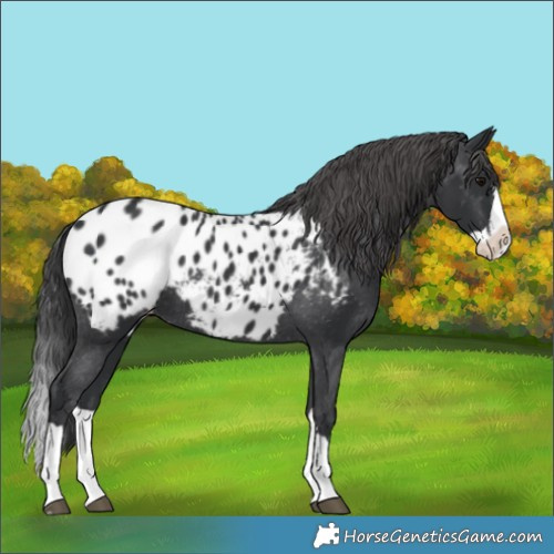 Horse Color:Black Splash Appaloosa 