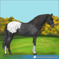 Horse Color:Black Tobiano Blanket 