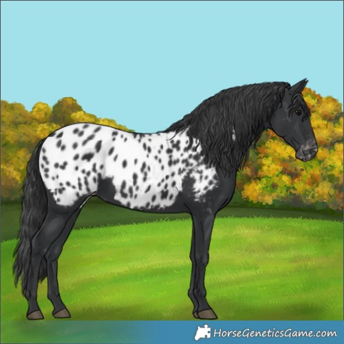 Horse Color:Black Appaloosa 