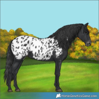 Horse Color:Black Near Leopard 