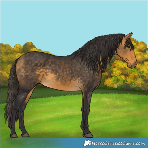 Horse Color:Buckskin 