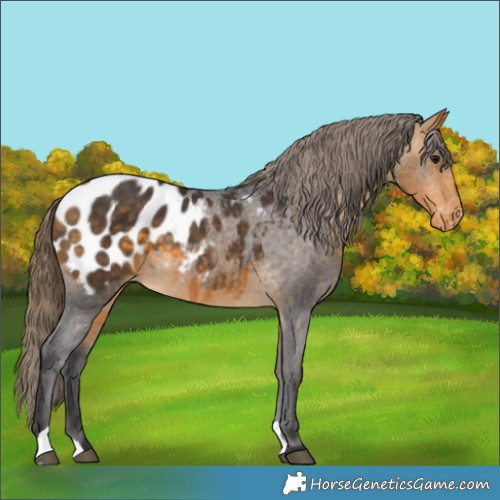 Horse Color:Buckskin Appaloosa 