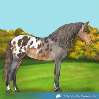 Horse Color:Buckskin Blanket 
