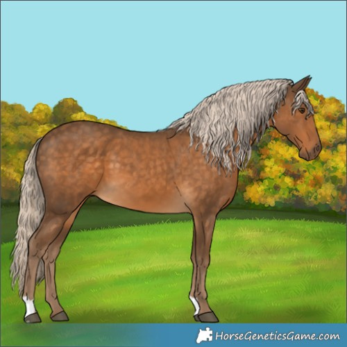 Horse Color:Chocolate Palomino 