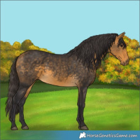 Horse Color:Buckskin 