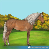 Horse Color:Chocolate Palomino