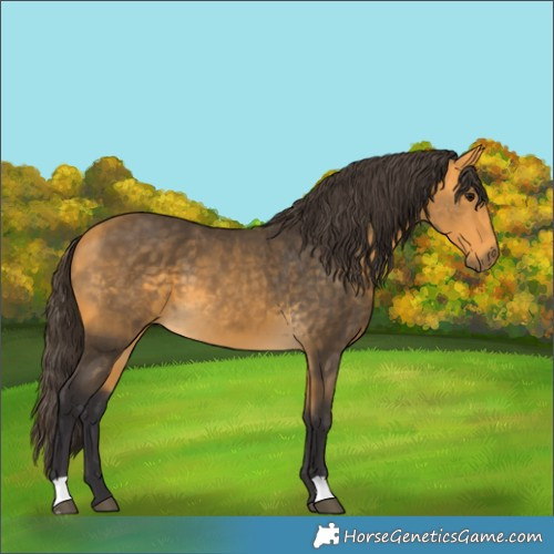 Horse Color:Buckskin 