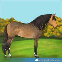Horse Color:Buckskin 