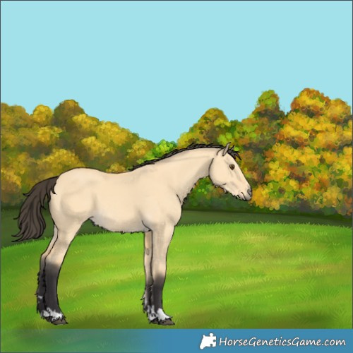 Horse Color:Buckskin Dun 